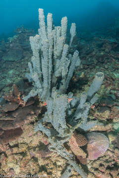 Image of Callyspongia (Cladochalina) aerizusa Desqueyroux-Faúndez 1984