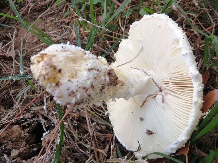 Image of Saproamanita foetidissima (D. A. Reid & Eicker) Redhead, Vizzini, Drehmel & Contu 2016