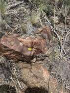 Image of Gold cobblestone lichen