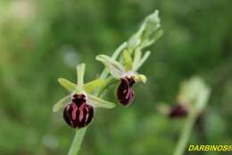 Image of Ophrys sphegodes subsp. epirotica (Renz) Gölz & H. R. Reinhard