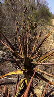 Aloe divaricata A. Berger resmi