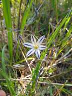 Image of Henderson's triteleia