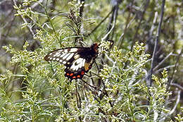 Слика од Papilio anactus Macleay 1826