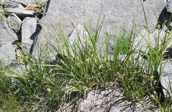 Sivun Carex congdonii L. H. Bailey kuva