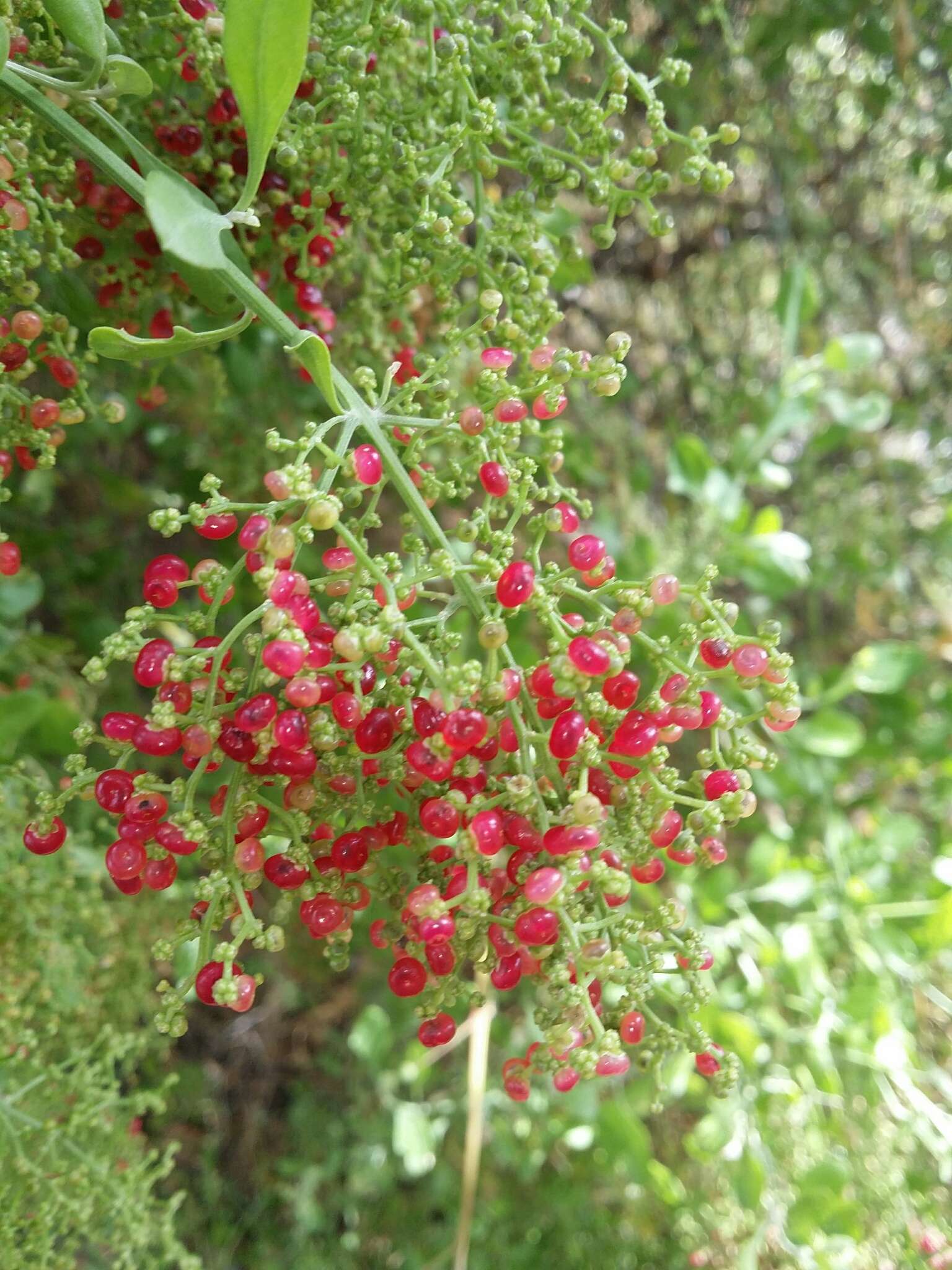 Sivun Chenopodium baccatum Labill. kuva