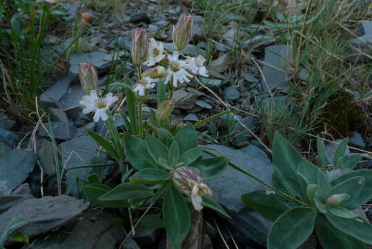 صورة Silene parryi (S. Wats.) C. L. Hitchcock & Maguire