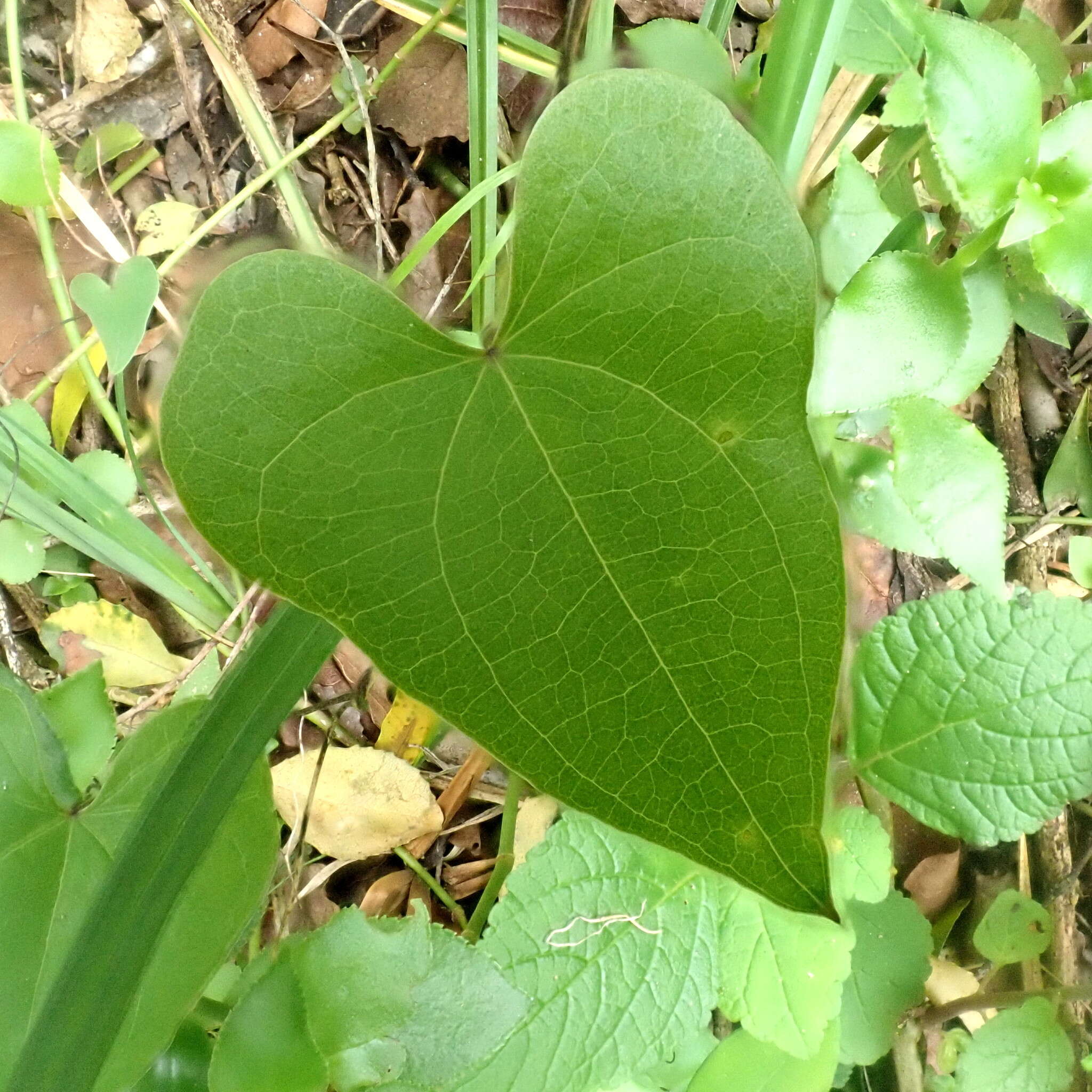 Image of <i>Dioscorea <i>sylvatica</i></i> f. sylvatica