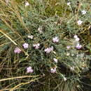 Image of Dianthus hypanicus Andrz.