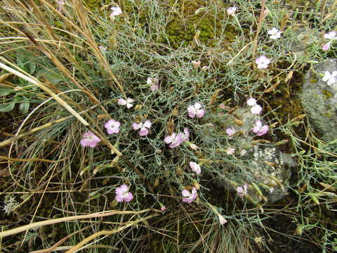 Plancia ëd Dianthus hypanicus Andrz.