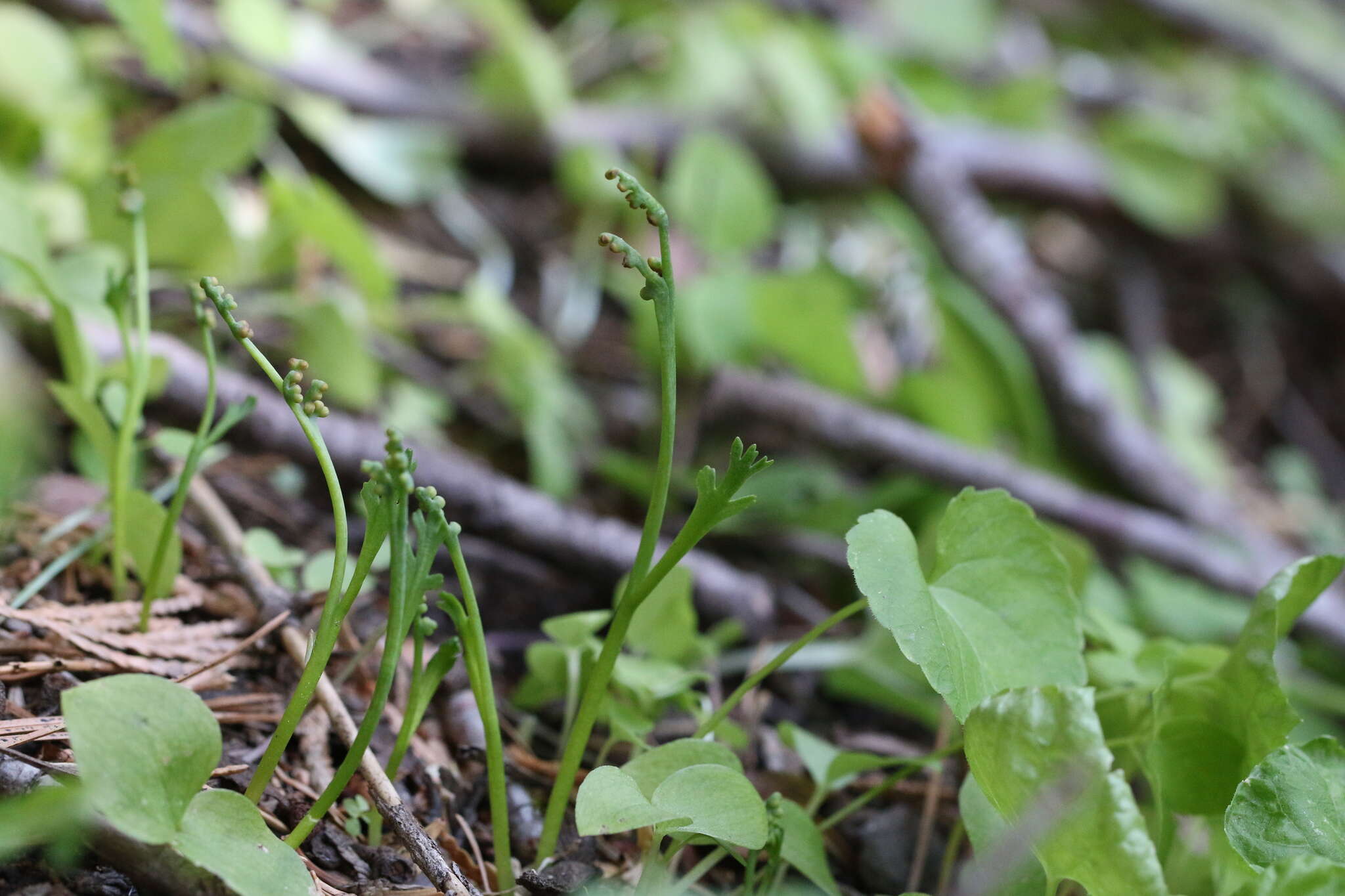 Imagem de Botrychium montanum Wagner