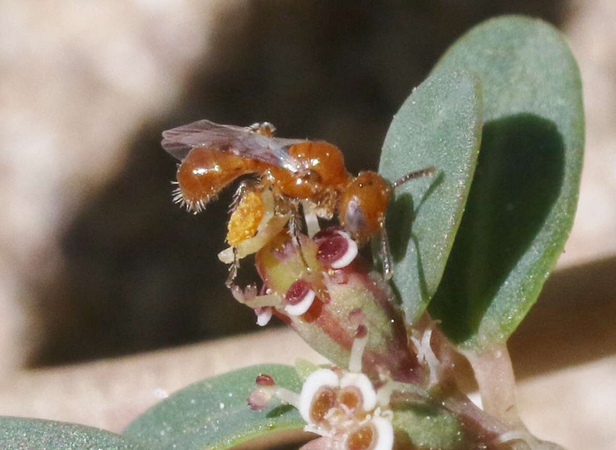 Image of Perdita minima Cockerell 1923