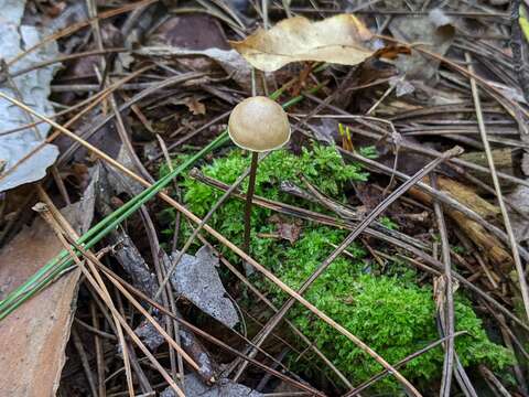 Image of Entoloma conicum (Sacc.) Hesler 1967