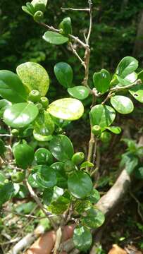 Image of Coffea boiviniana (Baill.) Drake