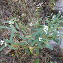 Image de Euphorbia ariensis Kunth