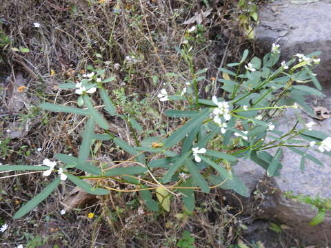 Image of Euphorbia ariensis Kunth