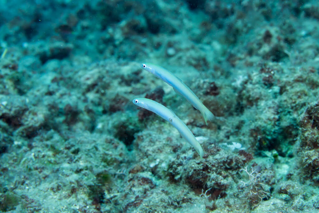 Image of Blacktail goby