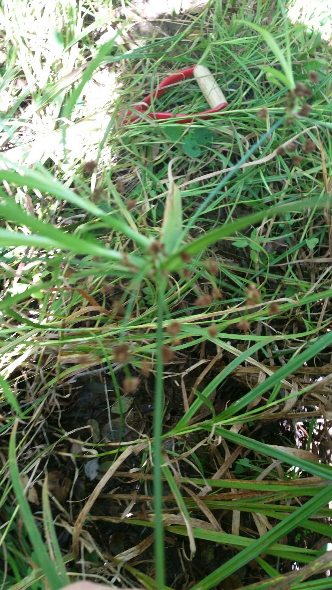 Image of Leafy Bulrush