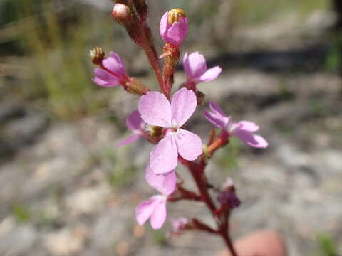 Image of Stylidium armeria subsp. armeria