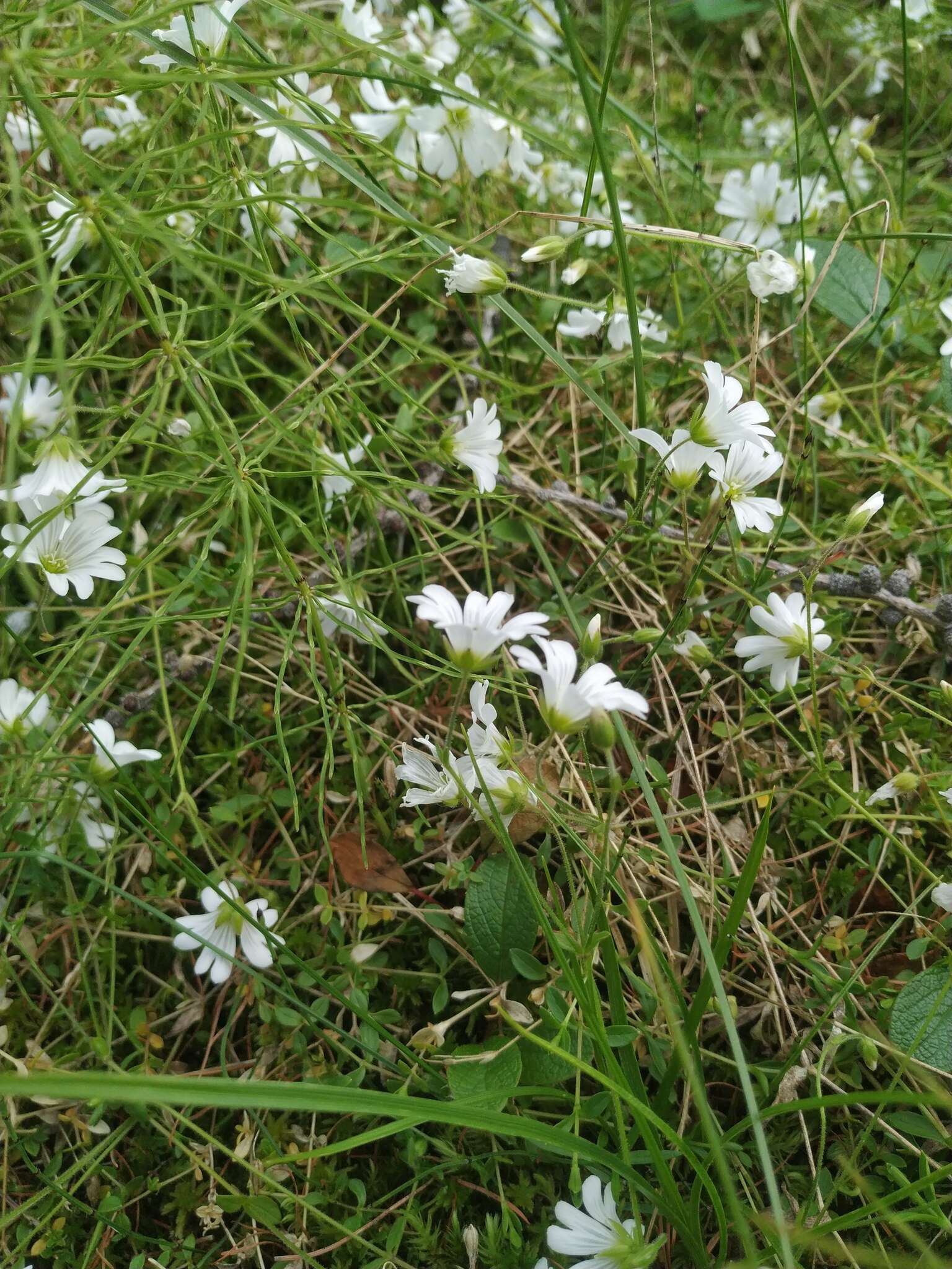 Image of Regel's chickweed