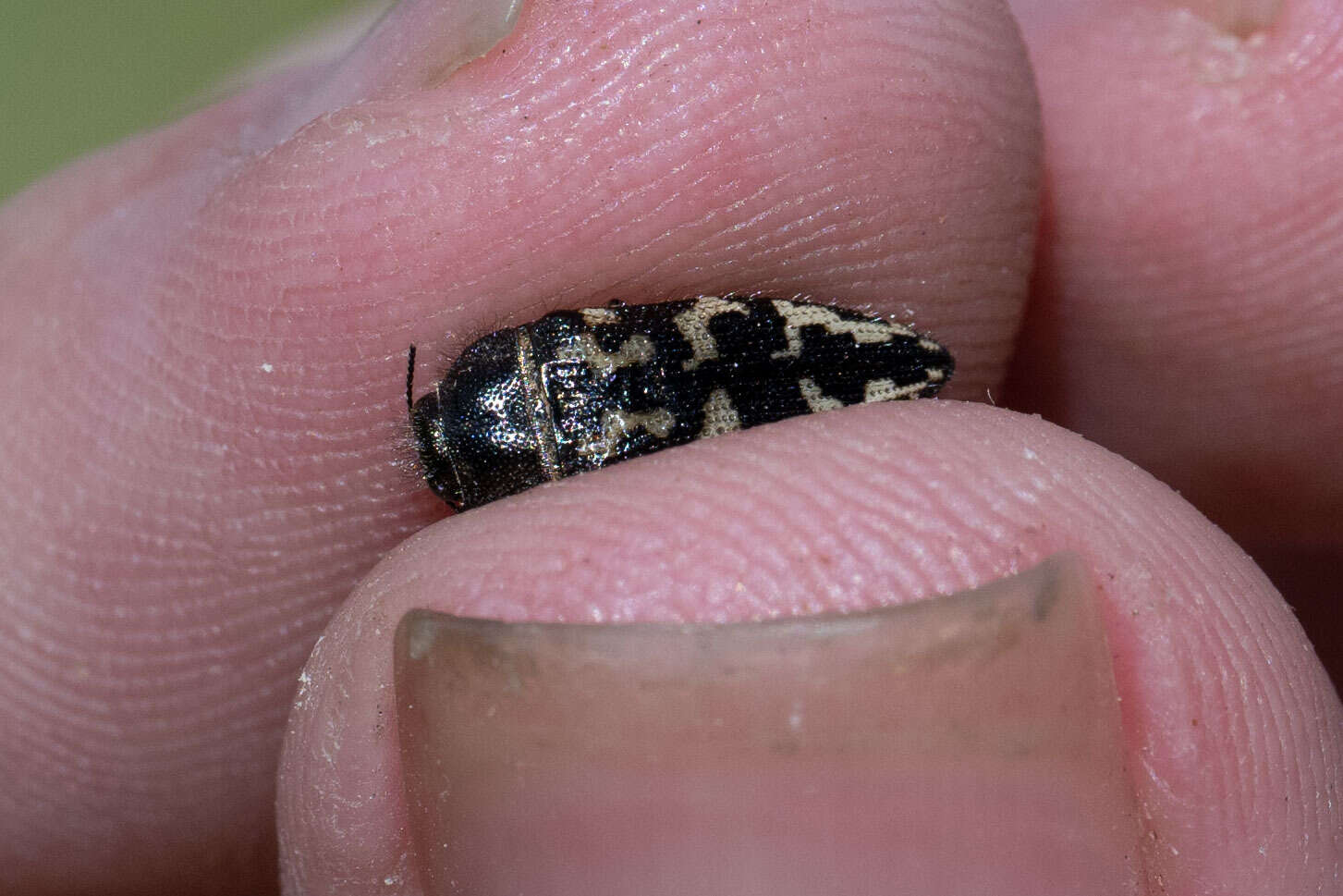 Image de Acmaeodera acuta Le Conte 1860