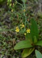 Image of Eriospermum mackenii subsp. galpinii (Schinz) P. L. Perry