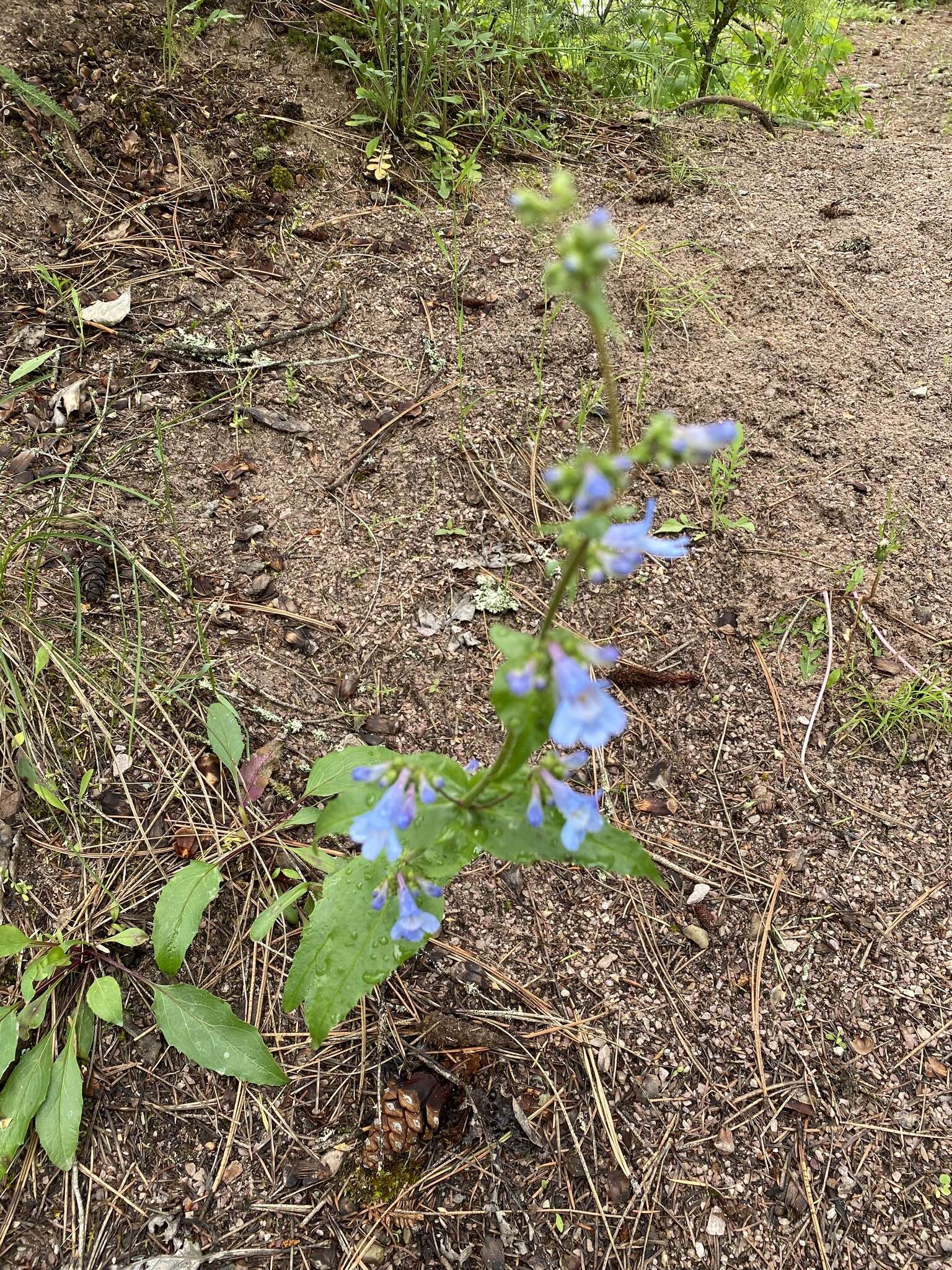 Plancia ëd Penstemon wilcoxii Rydb.