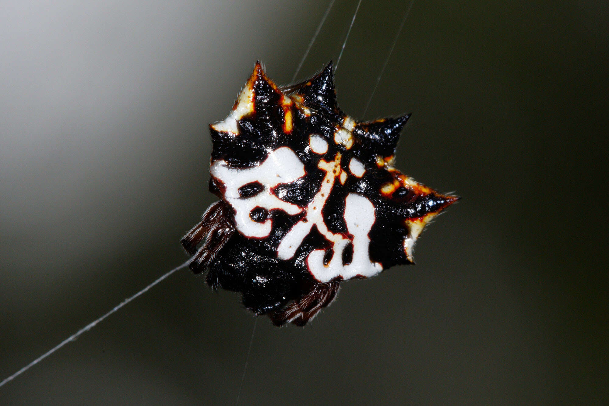 Image of Spiny orb-weavers