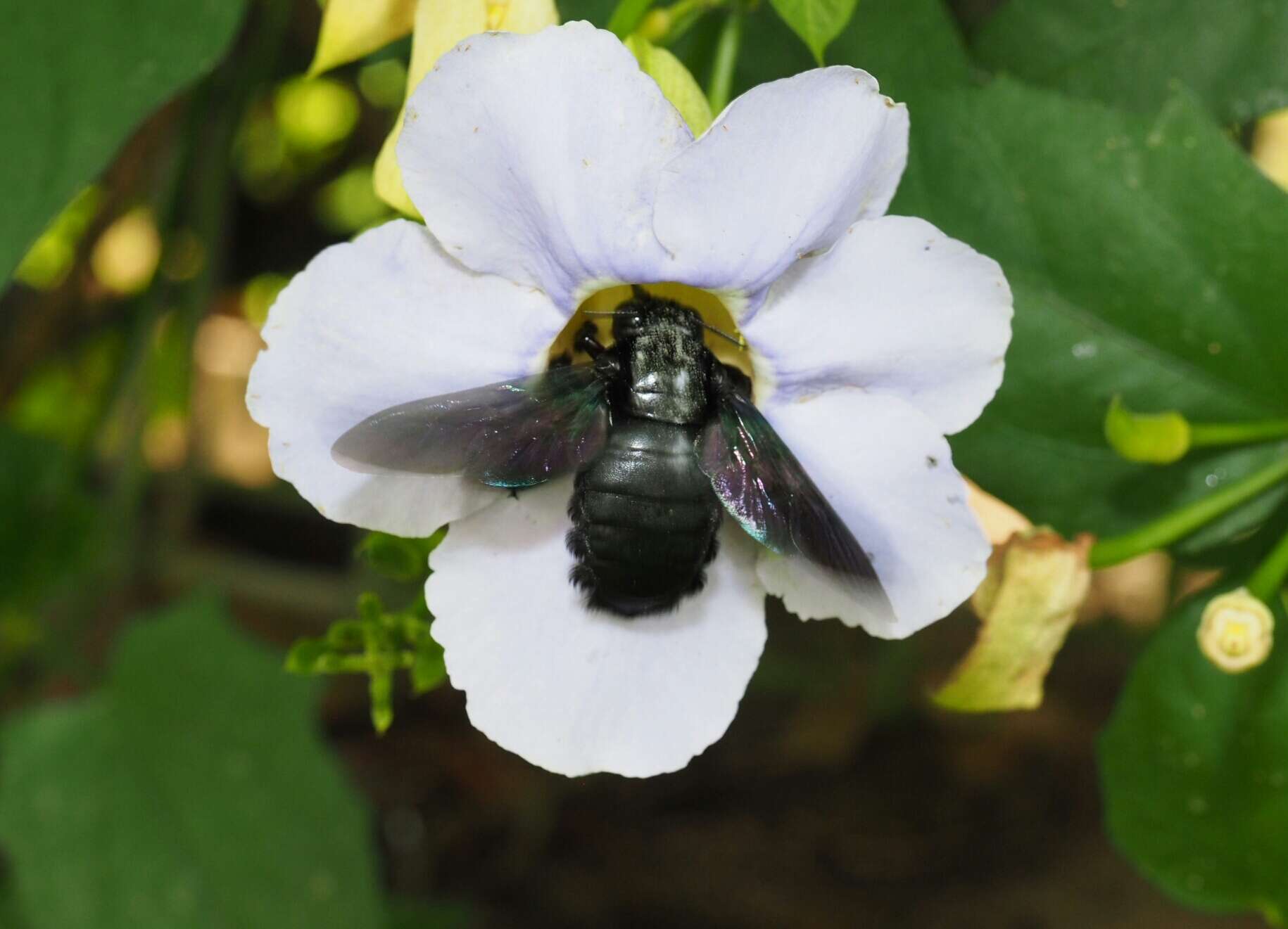 Image of Xylocopa latipes (Drury 1773)