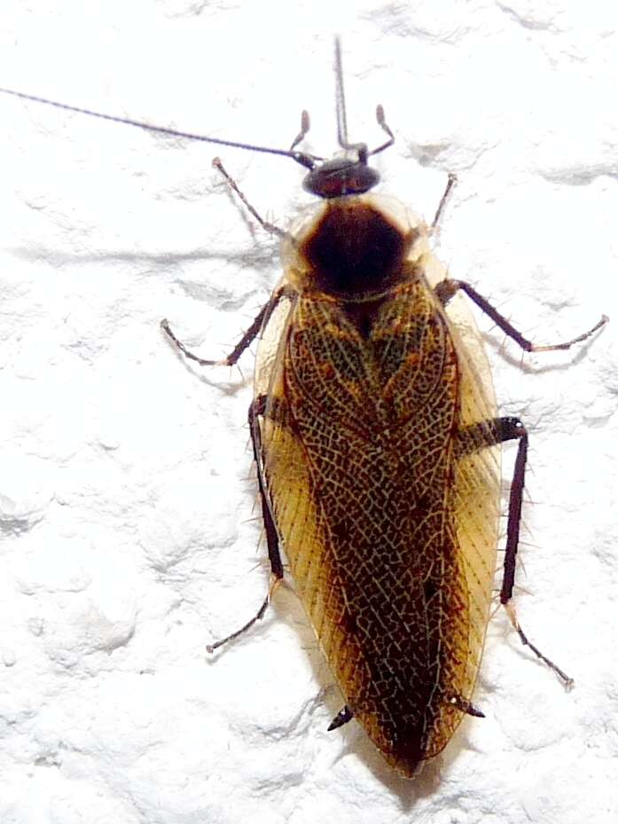 Image of Ectobius (Ectobius) erythronotus Burr 1898