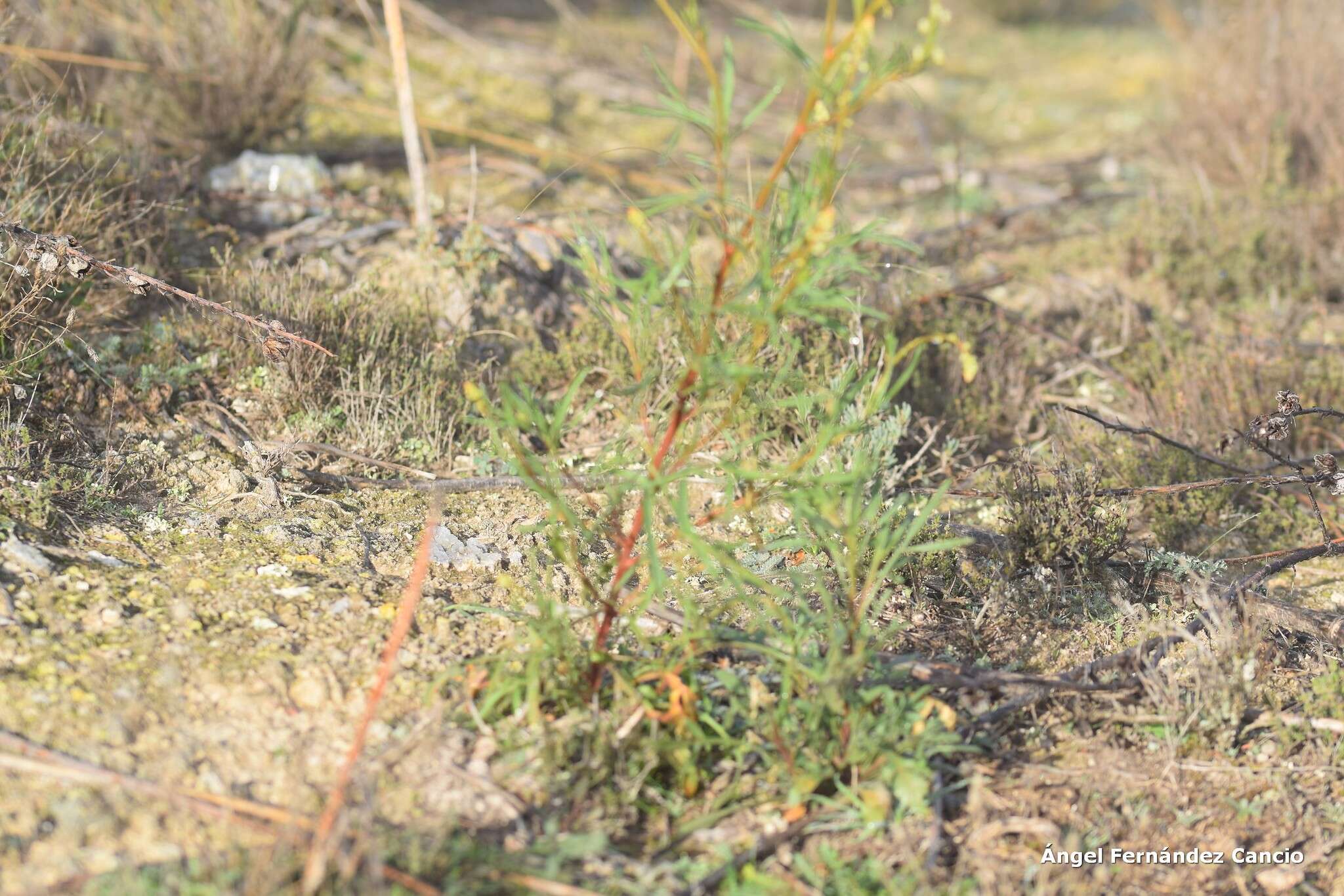 Image of Reseda stricta Pers.