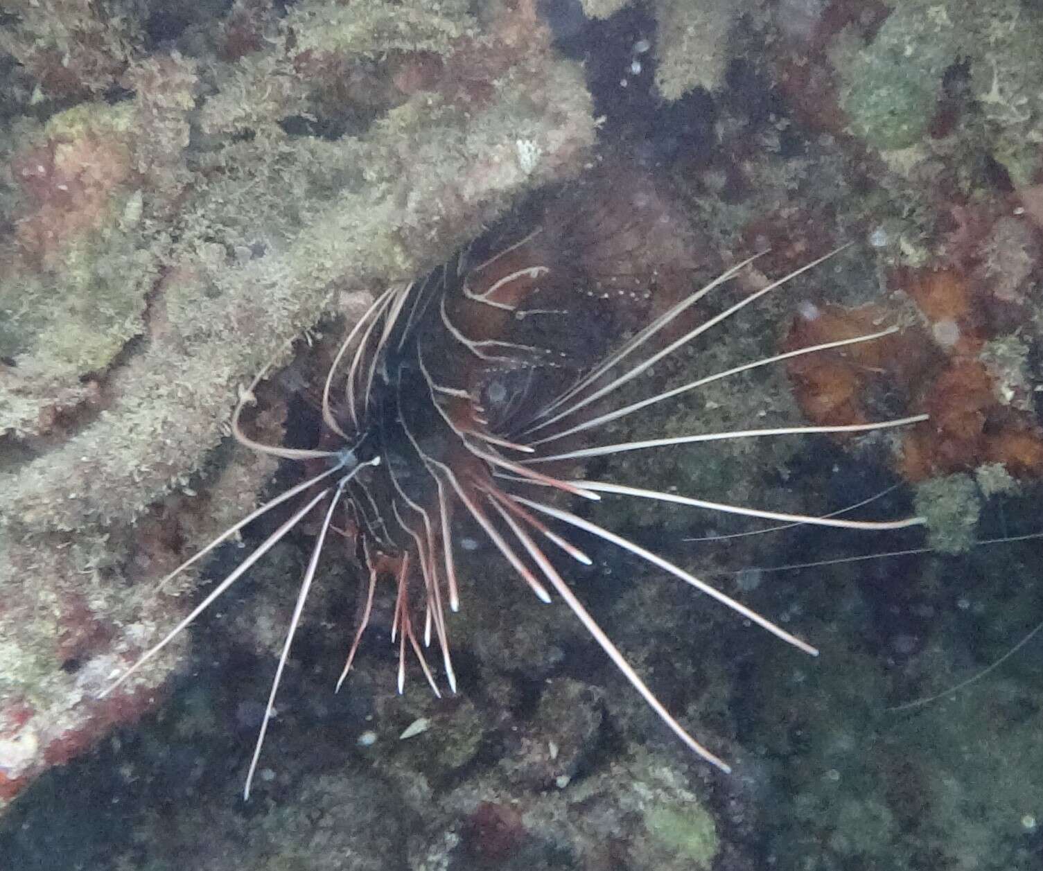 Image of Radial firefish