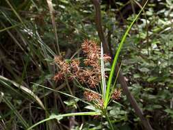 Слика од Cyperus lucidus R. Br.