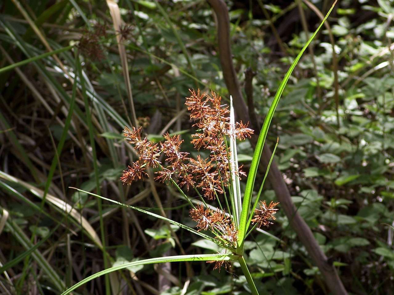 Слика од Cyperus lucidus R. Br.