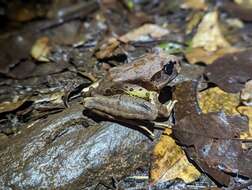 Image of Fleay’s Barred-frog