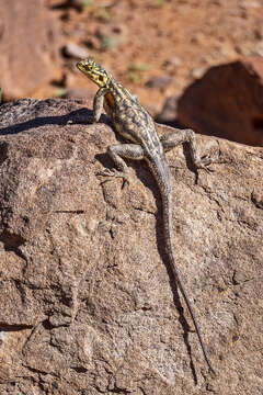 Image of Namib Rock Agama