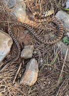 Image of European Ratsnake