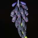 Image of Muscari baeticum Blanca, Ruíz Rejón & Suár.-Sant.