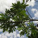Image of Vatairea guianensis Aubl.