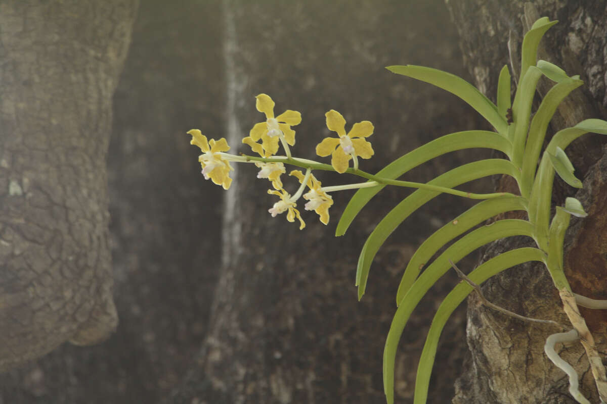 Plancia ëd Vanda tessellata (Roxb.) Hook. ex G. Don