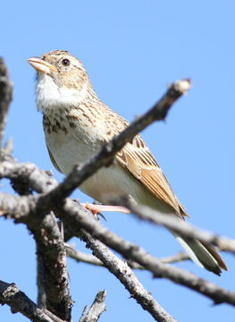 Image of Monotonous Lark