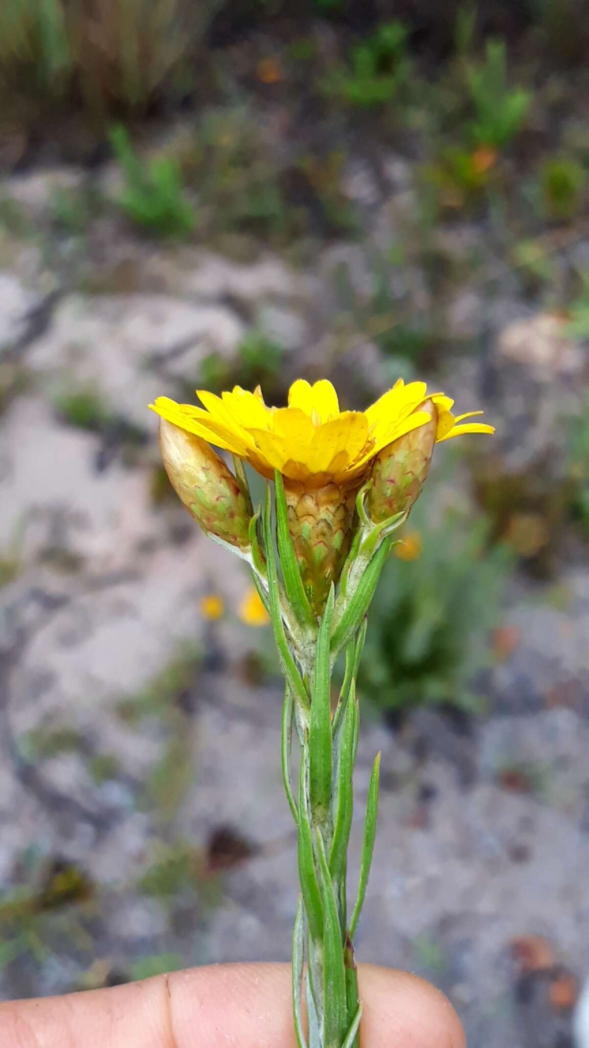 Image of Oedera pungens subsp. pungens