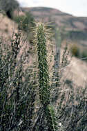 Corryocactus erectus (Backeb.) F. Ritter resmi