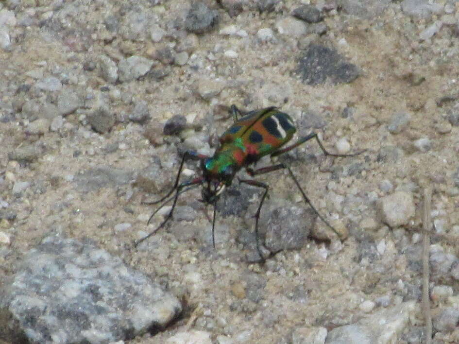 Image of Cicindela (Sophiodela) chinensis De Geer 1774