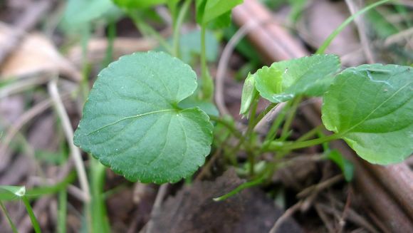Image of common dog-violet