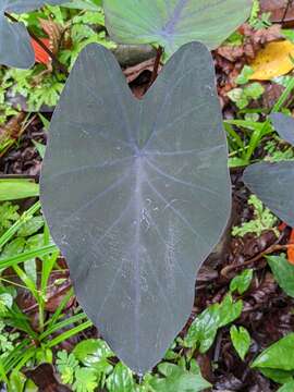 Image of Colocasia esculenta subsp. antiquorum (Schott) C. E. Hubb. & Rehder