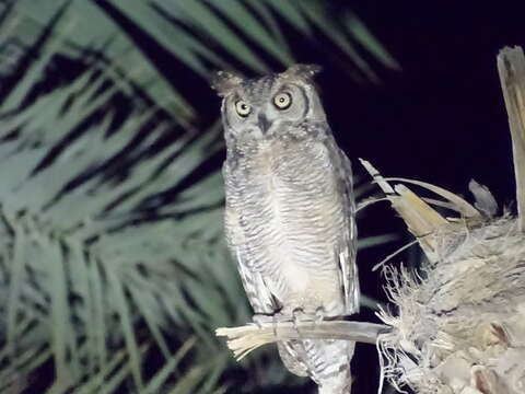 Image of Bubo africanus milesi Sharpe 1886