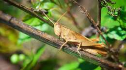 Image of Mischievous Bird Grasshopper