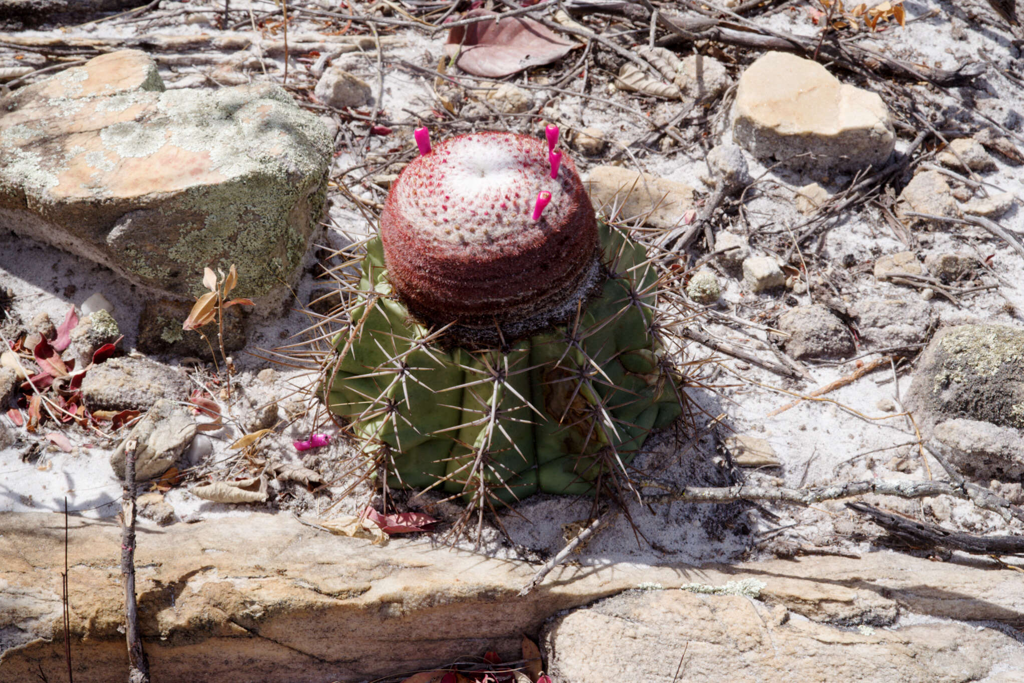 Imagem de Melocactus bahiensis subsp. amethystinus (Buining & Brederoo) N. P. Taylor