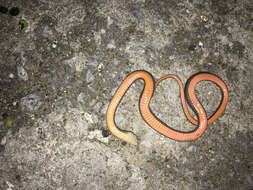 Image of Black-striped Snake