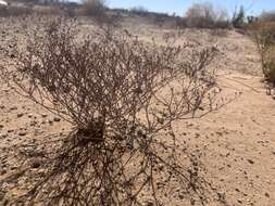 Imagem de Eriogonum rotundifolium Benth.